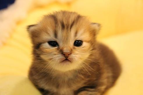 成約済の大阪府のミヌエット-9328の5枚目