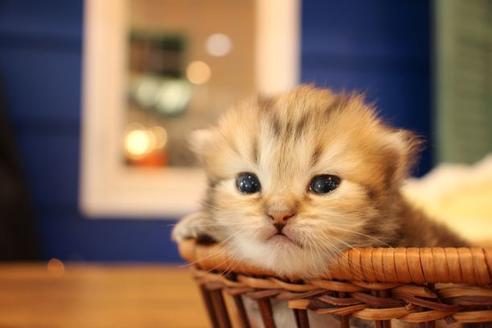 成約済の大阪府のミヌエット-9328の4枚目