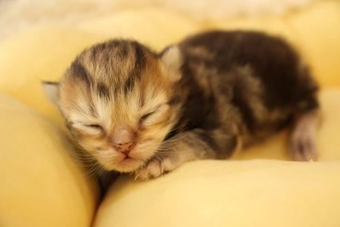 成約済の大阪府のミヌエット-9328の3枚目