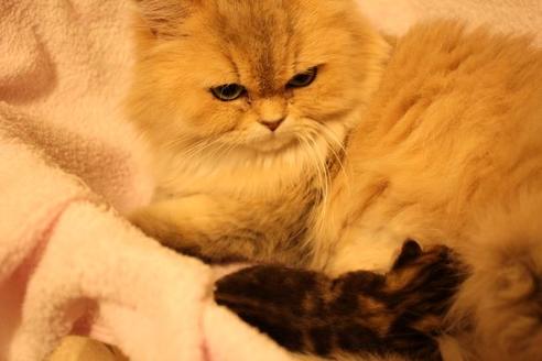 成約済の大阪府のミヌエット-9328の2枚目