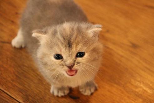 成約済の大阪府のマンチカン-9329の10枚目