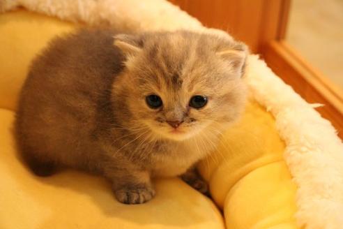 成約済の大阪府のマンチカン-9329の9枚目