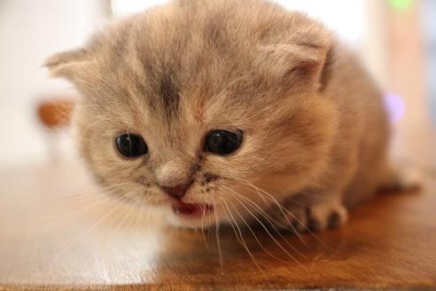 成約済の大阪府のマンチカン-9329の8枚目