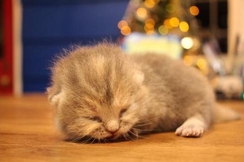 成約済の大阪府のマンチカン-9329の7枚目