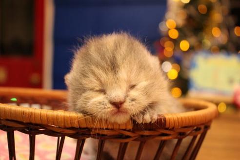 成約済の大阪府のマンチカン-9329の6枚目