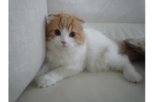 東京都のスコティッシュフォールド 男の子 19 04 18生まれ レッド ホワイト 子猫id 7338 子猫ブリーダーナビ