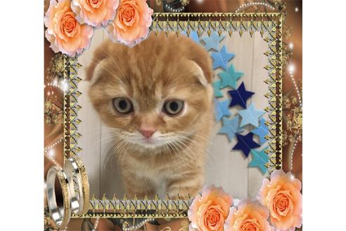 成約済の大阪府のスコティッシュフォールド-9318の6枚目