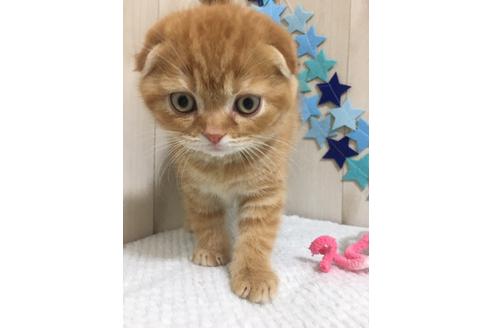 成約済の大阪府のスコティッシュフォールド-9318の5枚目