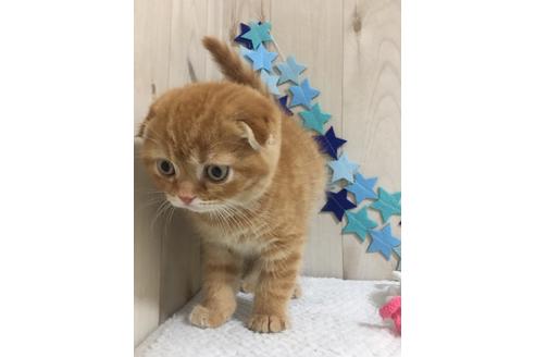 成約済の大阪府のスコティッシュフォールド-9318の4枚目