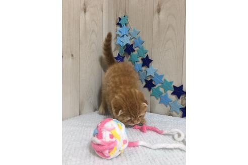 成約済の大阪府のスコティッシュフォールド-9318の3枚目