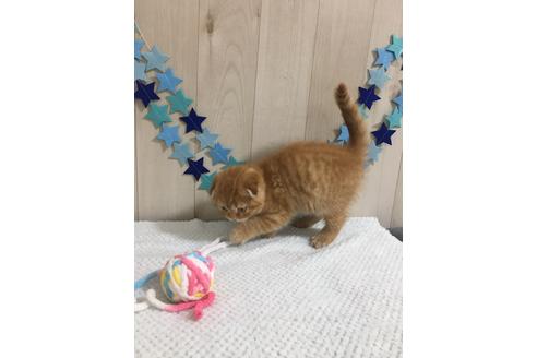 成約済の大阪府のスコティッシュフォールド-9318の2枚目