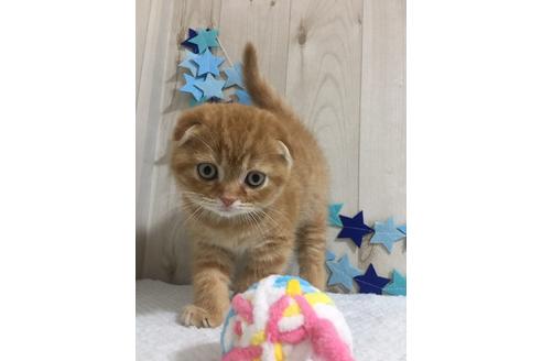 成約済の大阪府のスコティッシュフォールド-9318の1枚目