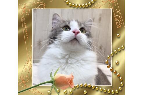 成約済の大阪府のノルウェージャンフォレストキャット-9340の8枚目