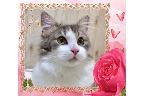 成約済の大阪府のノルウェージャンフォレストキャット-9340の6枚目