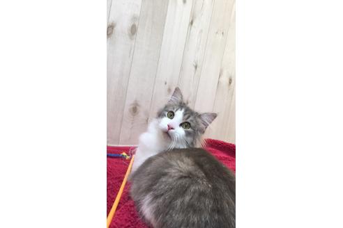 成約済の大阪府のノルウェージャンフォレストキャット-9340の5枚目