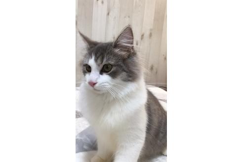 成約済の大阪府のノルウェージャンフォレストキャット-9340の4枚目