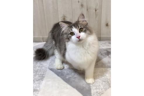 成約済の大阪府のノルウェージャンフォレストキャット-9340の3枚目