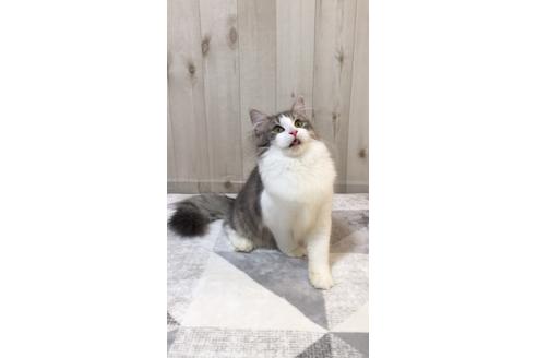 成約済の大阪府のノルウェージャンフォレストキャット-9340の2枚目