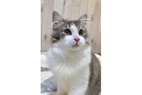 成約済の大阪府のノルウェージャンフォレストキャット-9340の1枚目