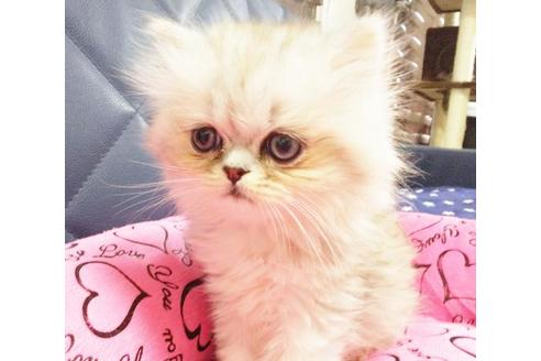 成約済の愛知県のペルシャ-9303の9枚目