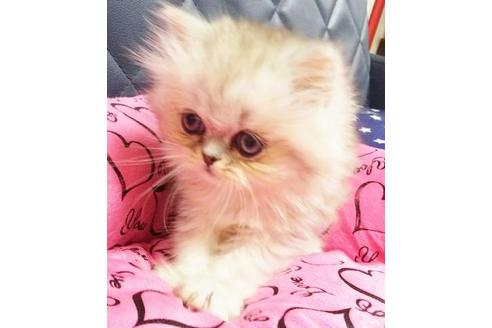 成約済の愛知県のペルシャ-9303の8枚目