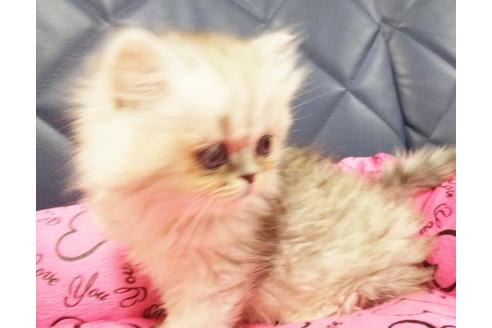 成約済の愛知県のペルシャ-9303の7枚目