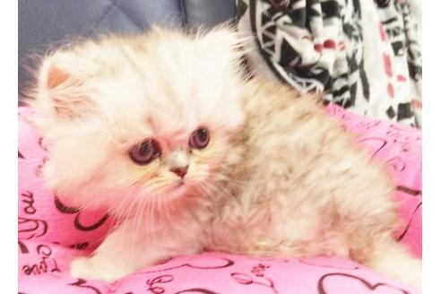 成約済の愛知県のペルシャ-9303の6枚目