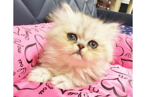 成約済の愛知県のペルシャ-9303の5枚目