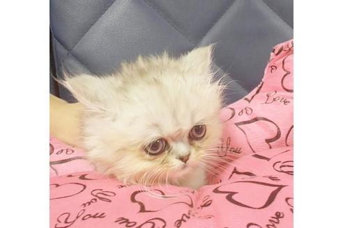 成約済の愛知県のペルシャ-9303の4枚目