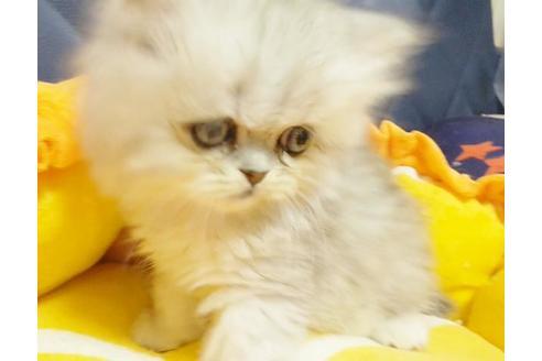 成約済の愛知県のペルシャ-9303の2枚目