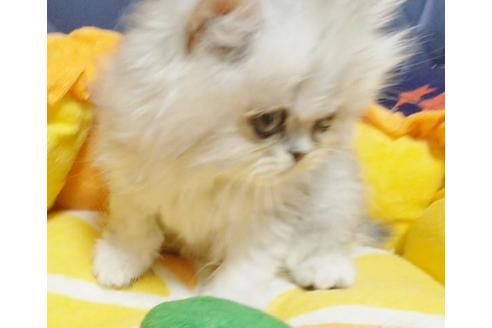 成約済の愛知県のペルシャ-9303の1枚目