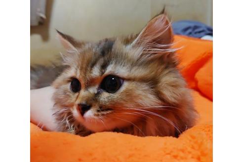 成約済の愛知県のマンチカン-9183の10枚目