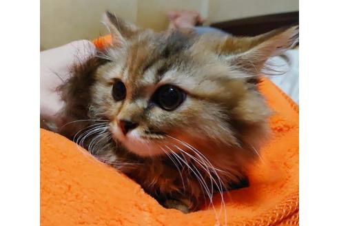 成約済の愛知県のマンチカン-9183の9枚目