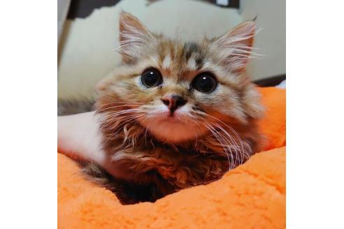 成約済の愛知県のマンチカン-9183の8枚目