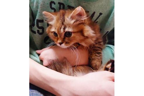 成約済の愛知県のマンチカン-9183の7枚目