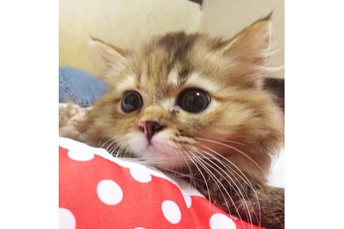 成約済の愛知県のマンチカン-9183の6枚目