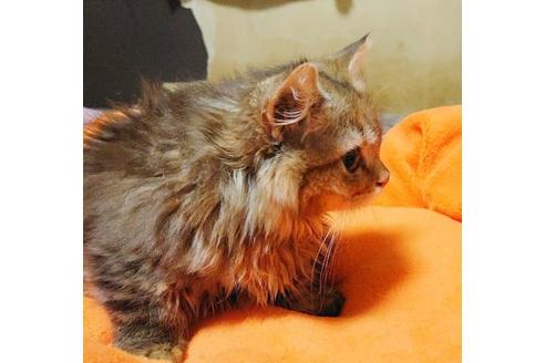 成約済の愛知県のマンチカン-9183の5枚目