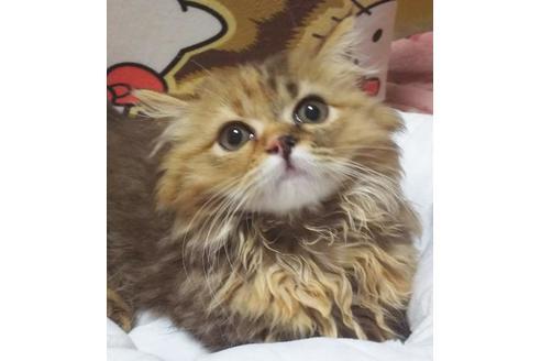 成約済の愛知県のマンチカン-9183の4枚目