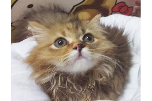 成約済の愛知県のマンチカン-9183の3枚目