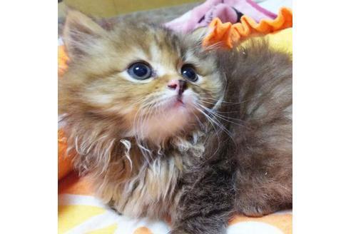 成約済の愛知県のマンチカン-9183の2枚目