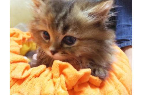 成約済の愛知県のマンチカン-9183の1枚目