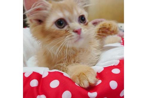 成約済の愛知県のスコティッシュフォールド-9369の6枚目