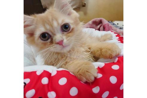 成約済の愛知県のスコティッシュフォールド-9369の5枚目