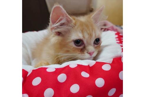 成約済の愛知県のスコティッシュフォールド-9369の4枚目