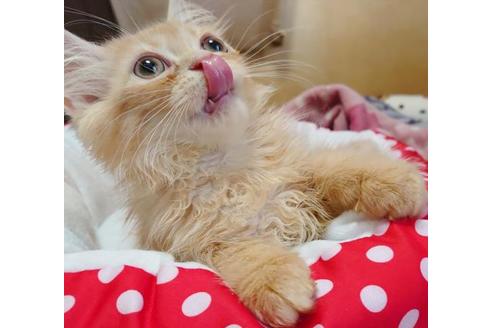 成約済の愛知県のスコティッシュフォールド-9369の2枚目