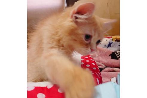 成約済の愛知県のスコティッシュフォールド-9369の1枚目