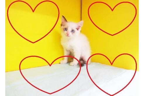 成約済の東京都のラグドール-9403の2枚目