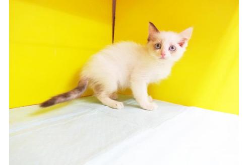 成約済の東京都のラグドール-9403の1枚目