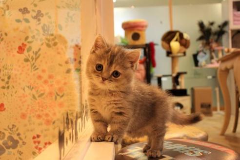 成約済の大阪府のマンチカン-9329の5枚目