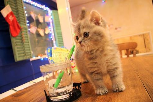 成約済の大阪府のマンチカン-9329の4枚目